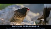 [纪录片] 海狮利奥环岛记.2025.英语中英双字.HD1080P[5
